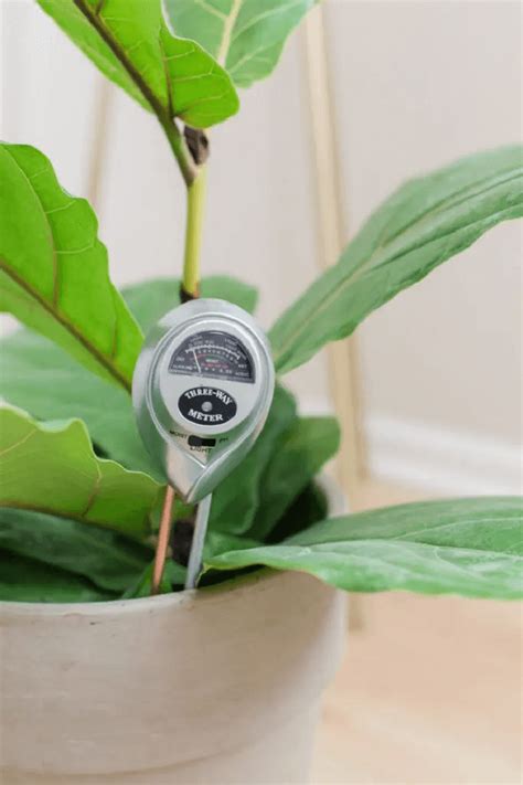 water meter for fiddle leaf fig